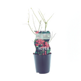 Marmelade rose vaccinale (forêt rose) - Ø12cm - ↕30cm