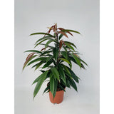 Ficus binnendijkii 'Amstel King' P17 - Ø17cm - ↕75cm