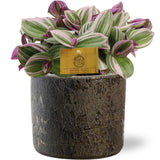 Tradescantia Nanouk - Ø15cm - ↕25cm + maas pot d16x14cm - marron