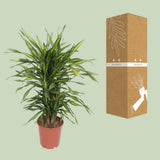 Dracaena Fragrans Riki - Ø24cm - ↕90cm