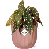 Begonia Maculata en pot pliant en plastique rose