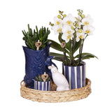 Ensemble de plantes méditerranéennes avec pots décoratifs