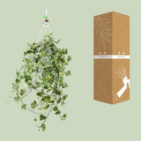 Plante d'intérieur lierre doré Hedera Helix