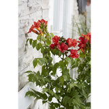 Campsis Summer Jazz Fire Trumpette - Ø19cm - ↕70cm - Ø19 - ↨70cm
