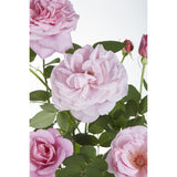 Lot de 3 rosiers roses Crazy in Love