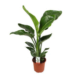 Nicolai Strelitzia - Ø17cm - ↕70cm