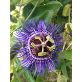 Plante grimpante Passiflore violette