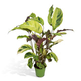Plante artificielle Calathea fusion jaune en pot 14 cm