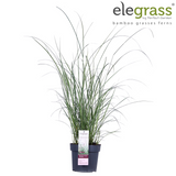 Plante artificielle Miscanthus sinensis naturel