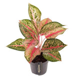 Aglaonema paradis rouge Ø12 cm