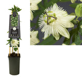 STANSIFLORA 'Snow Queen' PBR +3.0 Étiquette - Ø17cm - ↕75cm