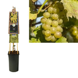 Vitis 'Riesling' +3.0 Étiquette - Ø17cm - ↕75cm