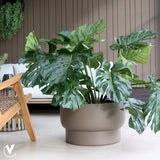 Plant de plante - Nyborg taupe