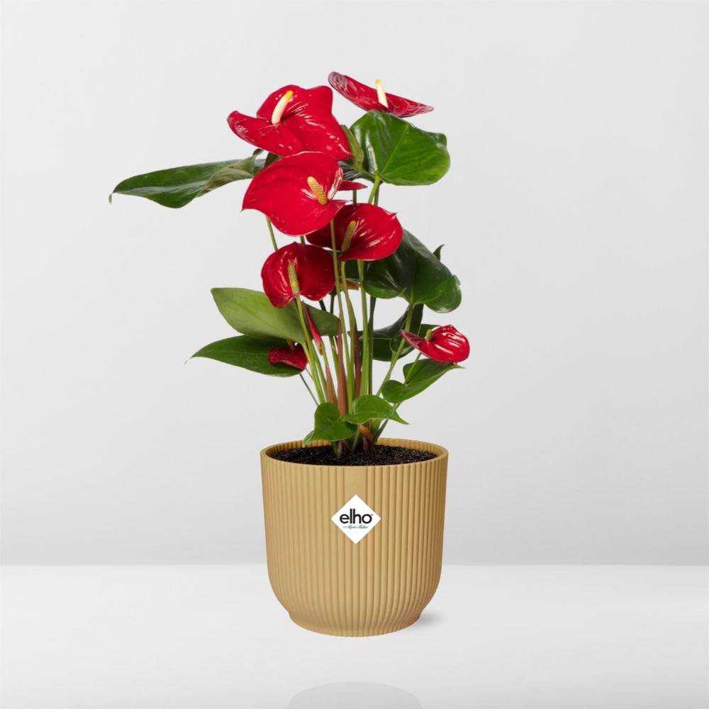 Anthurium rouge - élégance naturelle dans un espace de vie