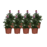 ERYSIMUM 'Purple Glow' - plante élégante avec fleurs violettes