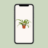 Asplenium Old - Ø12cm - ↕30cm