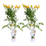 2x - Campsis Summer Jazz 'Trumpet' - ↨65cm - Ø15