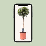 Plante Olea olive diamètre 22 cm hauteur 100 cm