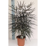 Dizygotheca Elegant - Ø19cm - ↕65cm