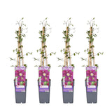 4x - Clematis Warszawska Nike - ↨65cm - Ø15