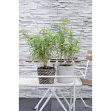 Fargesia Rufa - Bambou non proliférant - Ø29cm - ↕80cm - Ø14 - ↨40cm