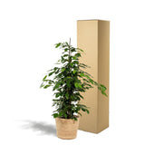 Ficus Benjamina Danielle avec panier Selin