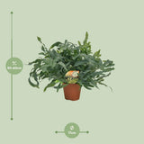 Plante artificielle Phlebodium vert Ø17 cm 60 cm