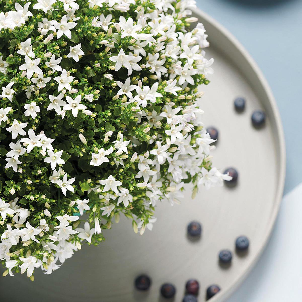 Lot de 6 campanules blanches en pot 12 cm