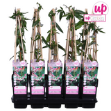 Loninera Henryi - Ø15cm - ↕65cm