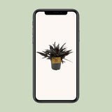 Plante Pilea Hitchcockii en pot 10,5 cm vert et argenté