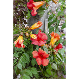 2X - Campsis Summer Jazz 'Fire Trumpet' - ↨65cm - Ø15