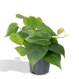 Philodendron Scandens en pot Ø12 cm