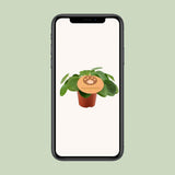 Plante Pilea pilea aluminium verte et argentée Ø12 cm