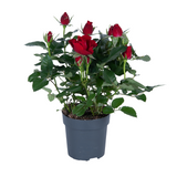 Rose artificielle en résine 17 cm rouge