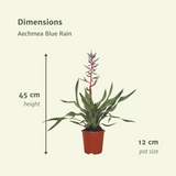 Lot de 2 plantes Aechmea Blue Rain diamètre 12 cm hauteur 45 cm