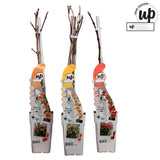 Lot de 3 plantes Campsis Summer colorées