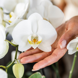 Lot de 2 orchidées Phalaenopsis blanches en pot Ø12 cm