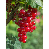 Ribes rubrum 'Jonkheer van tets' - Aalbes - Ø13cm - ↕45cm