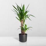 Yucca Elephantipes - Lys Palmier - Ø17cm - ↕85cm