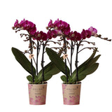 Lot de 2 orchidées Phalaenopsis violettes en pot Ø9 cm