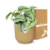 Plante Scindapsus peint « Trebie » en pot jaune 14 cm