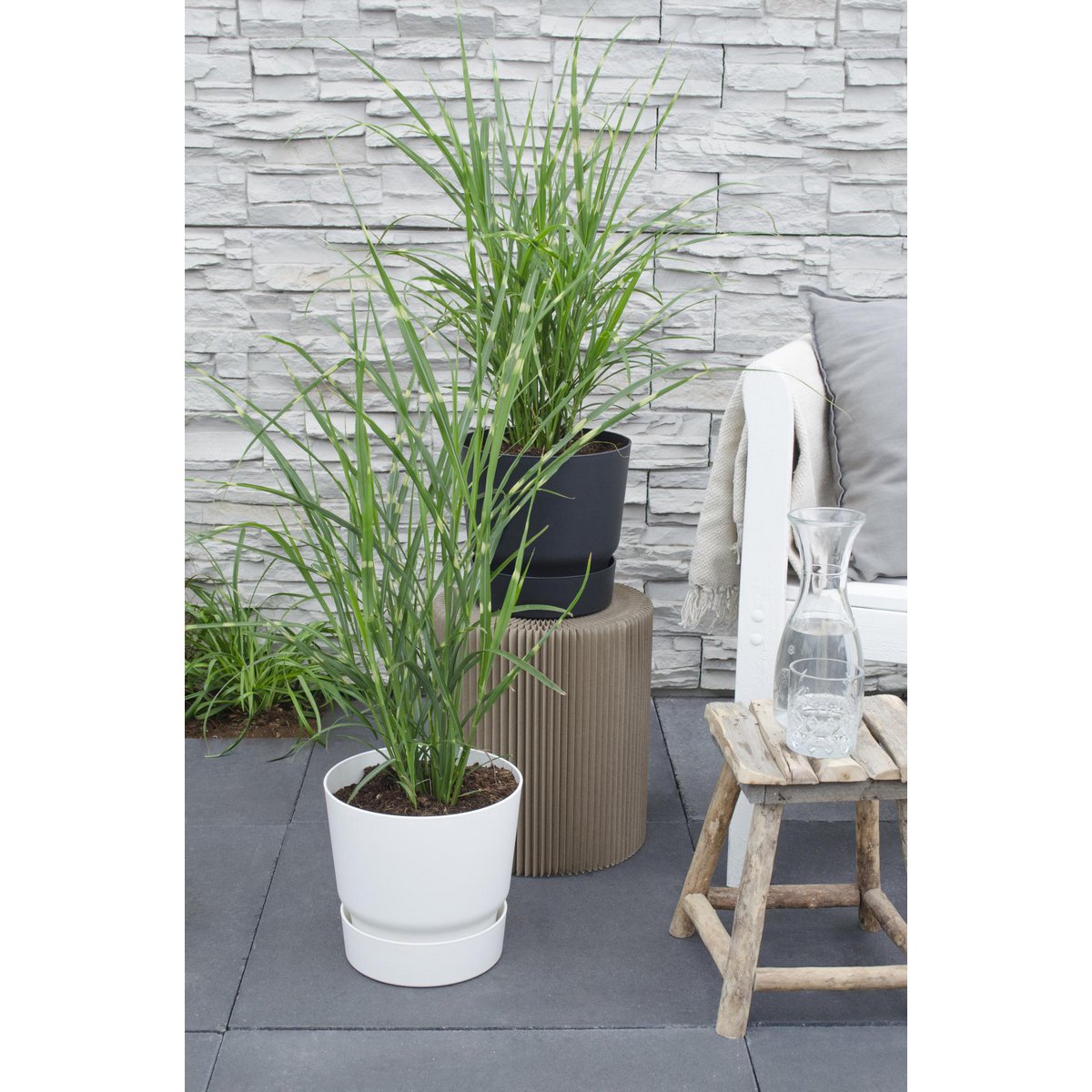 Miscanthus sinensis Strress - Ø 23. - ↕60cm - Ø19 - ↨50cm