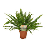 Plante artificielle Nephrolepis dame verte Ø12 cm