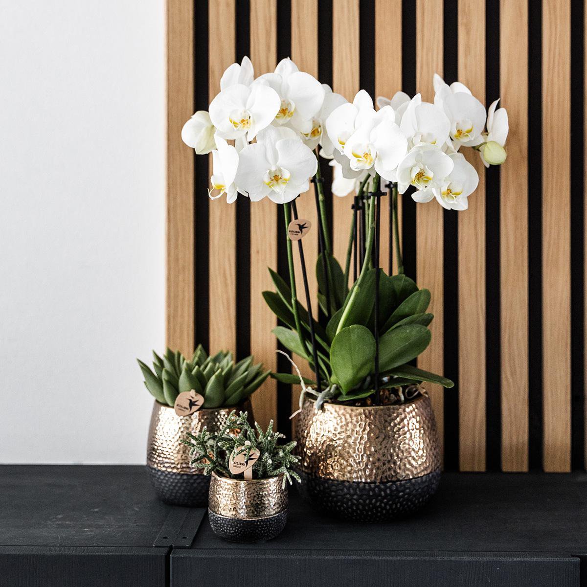 Image de diapositive