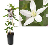 Clématite Armandii en pot Ø17 cm