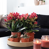 Lot de 2 orchidées Phalaenopsis rouges en pot terre cuite