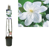 Clematis 'Madame le Coultre' + Light Label - Ø23cm - ↕115cm
