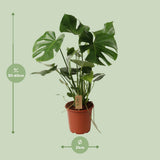 Delicious Monstera P21 - Ø21cm - ↕60cm