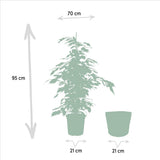 Ficus Benjamina Danielle avec panier Selin