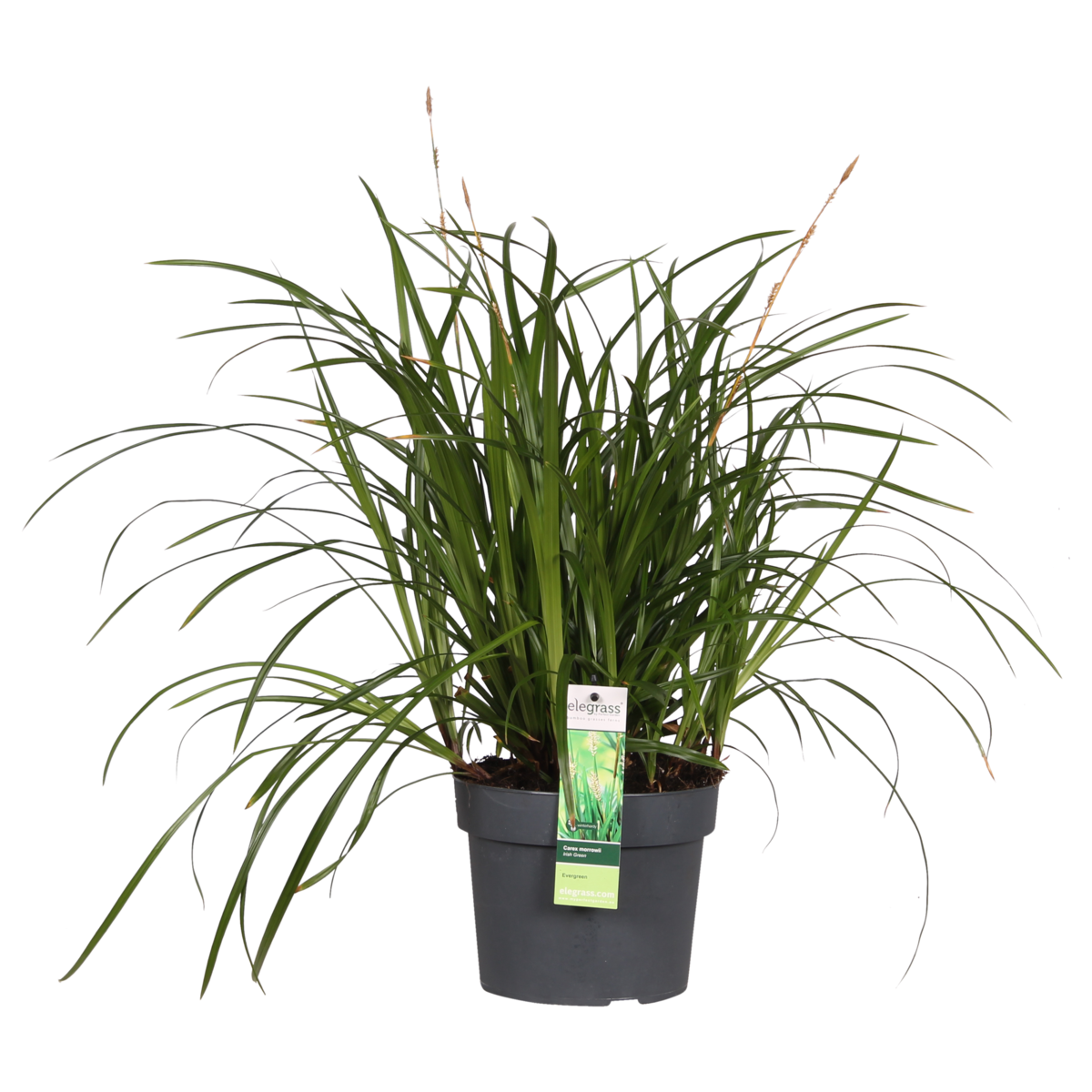 Carex Morrowii Irish Green - plante verte élégante en pot